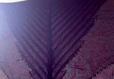 Curvy Ebony Student Worships Huge Ass In Nylon Tights Domination