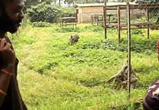 ebony wife cheats wildly as muscular colleague bangs her then husband