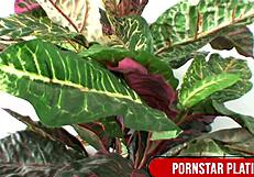 BRUNETTE IMANI ROSE GULPS DOWN CUM AFTER FAT COCK SUCK WOW