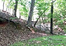 clitlicker662 flashes hairy pussy outdoors in forest voyeur update