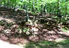 clitlicker662 flashes hairy pussy outdoors in forest voyeur update