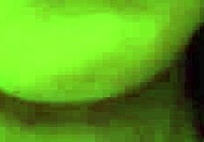 i'm the hot lesbian madame in lingerie... making my slave moan to orgasm with my tongue