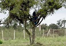 Innocent Country Girl Takes Old Pervert Cock Homemade