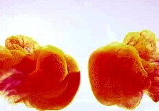 Busty blonde amaris squirts streams everywhere!