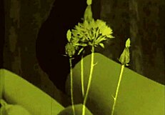 Vintage erotic drawings of hairy beavers and pussies