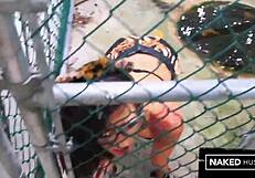 Curvy Brazilian Tiger Tamed by Massive BBC in Jungle Doggystyle Ass Pounding