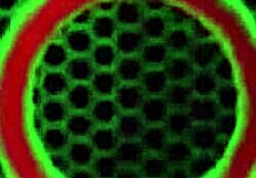 Lauren phillips tongue dives nicci taylor's big clit pussy lips and natural tits