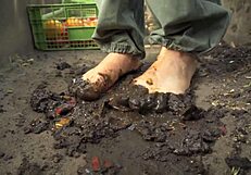 Squashing Juicy Tomatoes Barefoot in Country Dirt Ranch